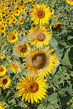 Vertical shot of 4 sunflowersÂ Helianthus annuus plus huge field of their replicas behind